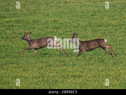 Une paire de chevreuils mâles (Capreolus capreolus) avec des bois recouverts de velours courant sur le blé dans les champs arables d'une ferme du Suffolk . ROYAUME-UNI Banque D'Images