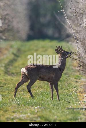 Un mâle Roe Deer (Capreolus capreolus) mangeant les nouvelles pousses et bourgeons dans les vergers de pommiers d'une ferme du Suffolk . ROYAUME-UNI Banque D'Images