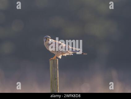 Un cliché clair d'un bel homme Kestrel assis sur un poste qui vient de manger son déjeuner. Un petit morceau de vole encore dans son bec. Suffolk, Royaume-Uni. Banque D'Images