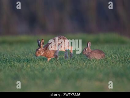 Pouvez-vous dire la dfference entre un lièvre et un lapin ? Voici une photo des deux espèces ensemble pour comparaison. Suffolk, Royaume-Uni Banque D'Images