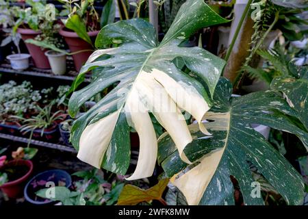 Gros plan Monstera Thai Constellation feuilles variées Banque D'Images