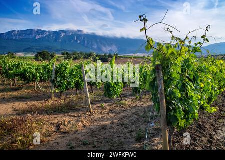 Marques de Riscal vignoble raisins, la Rioja Alavesa, Alava, Araba Euskal herria, Euskadi Espagne. Banque D'Images