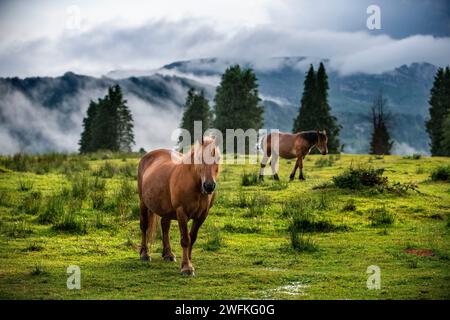 Chevaux sauvages dans le parc naturel Urkiola Urkiolagirre prairies, Bizkaia, Euskadi, pays Basque Espagne Banque D'Images