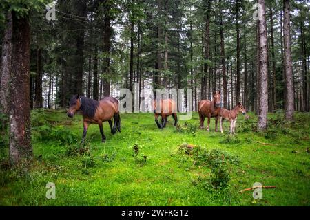 Chevaux sauvages dans le parc naturel Urkiola Urkiolagirre prairies, Bizkaia, Euskadi, pays Basque Espagne Banque D'Images