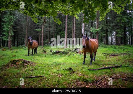 Chevaux sauvages dans le parc naturel Urkiola Urkiolagirre prairies, Bizkaia, Euskadi, pays Basque Espagne Banque D'Images