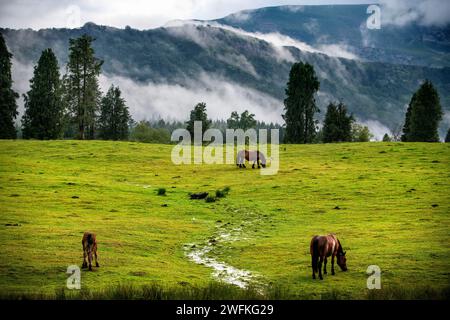 Chevaux sauvages dans le parc naturel Urkiola Urkiolagirre prairies, Bizkaia, Euskadi, pays Basque Espagne Banque D'Images