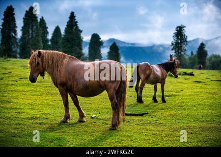 Chevaux sauvages dans le parc naturel Urkiola Urkiolagirre prairies, Bizkaia, Euskadi, pays Basque Espagne Banque D'Images