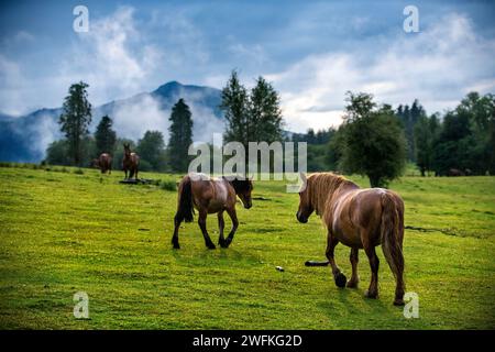 Chevaux sauvages dans le parc naturel Urkiola Urkiolagirre prairies, Bizkaia, Euskadi, pays Basque Espagne Banque D'Images