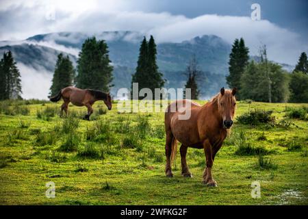 Chevaux sauvages dans le parc naturel Urkiola Urkiolagirre prairies, Bizkaia, Euskadi, pays Basque Espagne Banque D'Images