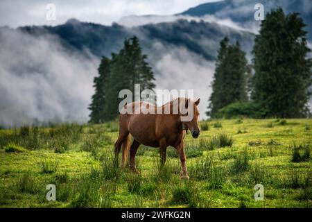 Chevaux sauvages dans le parc naturel Urkiola Urkiolagirre prairies, Bizkaia, Euskadi, pays Basque Espagne Banque D'Images