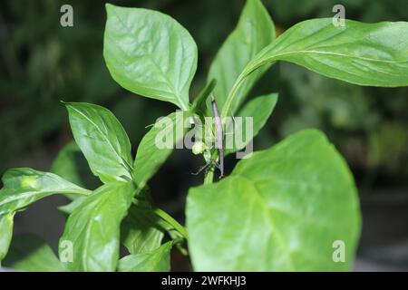 Plantes vertes en pot sur un rebord de fenêtre avec des arbustes en arrière-plan Banque D'Images