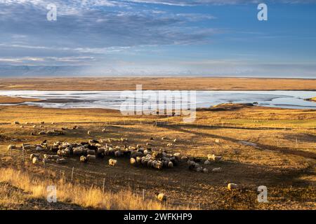 Paysage formé de vagues douces, couvertes d'herbe d'automne, de mousse et de lichen. Troupeau de moutons sur un pâturage. Étangs créés par l'eau du oc Atlantique Banque D'Images