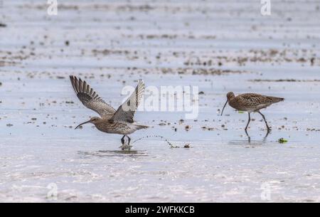 Curlews, Numenius arquata, se nourrissant de vasières à la chute de la marée. Poole Harbour. Banque D'Images