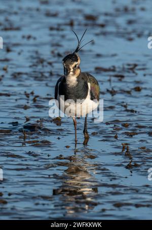 vanneau du Nord, Vanellus vanellus, se nourrissant en eau peu profonde au bord d'un lagon côtier, le Dorset. Banque D'Images