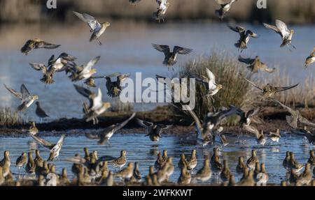 Pluviers dorés européens, Pluvialis apricaria, - troupeau en vol en hiver, Lodmoor. Dorset. Banque D'Images