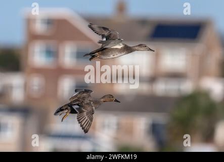 Paire de Gadwall, Mareca strepera, en vol en ville, en hiver Banque D'Images