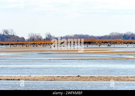 Grand groupe de grues perchées dans la rivière plate près de Kearney, Nebraska Banque D'Images