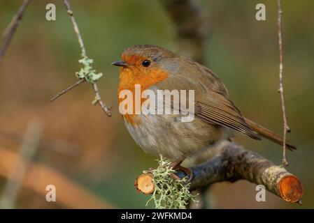 Robin, erithacus rubecula, perché sur la branche en hiver. Banque D'Images