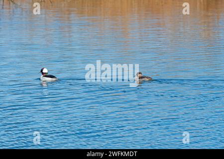 Bufflehead pair dans un étang humide près de Kearney, Nebraska Banque D'Images