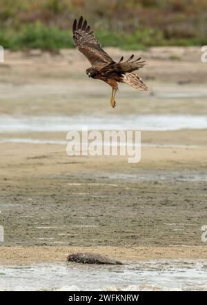 Port marécageux, Circus approximans, arrivant à terre pour se nourrir de carpes mortes, Coorong Lagoon, Australie méridionale. Banque D'Images