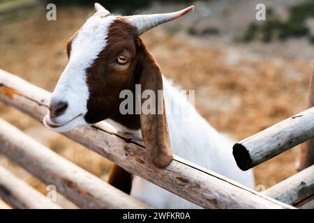 gros plan d'une chèvre Boer au zoo pour enfants ou à la ferme le jour d'été Banque D'Images