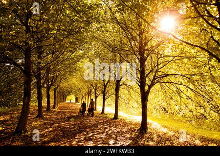 Lime Tree Walk at Castle Ward, Strangford, Strangford Lough, County Down, Irlande du Nord Banque D'Images