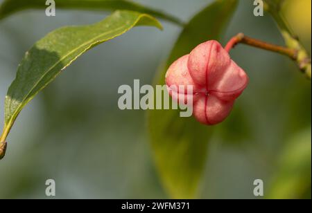 Fuseau européen ou fuseau commun (Euonymus europaeus) fruits roses et oranges. Fruits roses en fuseau. Banque D'Images