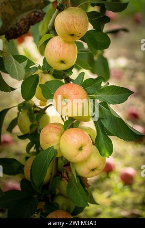 Bouquet de pommes rouges biologiques sur une branche produite dans un petit verger familial. Concept de soutien des producteurs locaux. pommes rouges biologiques. Fond de pommes. Banque D'Images