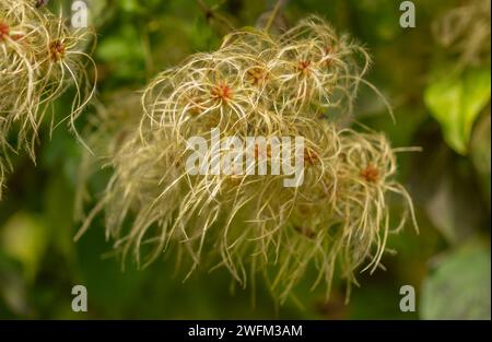 Graines de Old Man's Beard ou Traveller's Joy (Clematis vitalba). Est un arbuste grimpant avec des tiges ramifiées et rainurées, des feuilles caduques et parfumées greeny-wh Banque D'Images