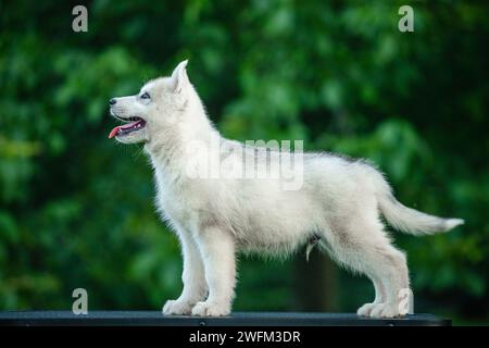 Jeune chiot Husky sibérien sur la table avec fond vert flou Banque D'Images