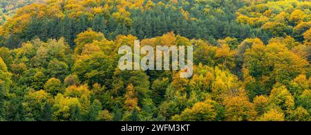 Un paysage étonnant avec une forêt mixte de Roumanie vêtue de couleurs automnales. Paysage d'automne avec des hêtres, des bouleaux, des érables et des pins. Dos d'automne Banque D'Images