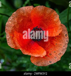 Un coquelicot rouge avec des gouttes de pluie après la pluie Banque D'Images