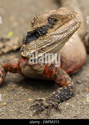 Vue de profil rapprochée Water Dragon Banque D'Images