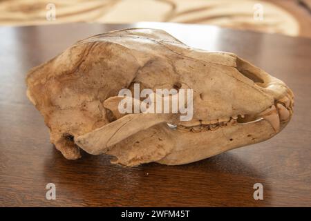 Vue latérale d'un crâne d'ours brun. Crâne Ursus arctos. Grand carnivore. Banque D'Images