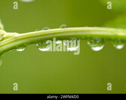 Gouttes d'eau suspendues sur la tige verte d'une fleur après la pluie. Concept de gouttes d'eau. Concept de rosée matinale. Banque D'Images