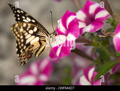 Un papillon à queue d'aronde sur une fleur rose et blanche. Papilio papillon sur une fleur rose. Banque D'Images