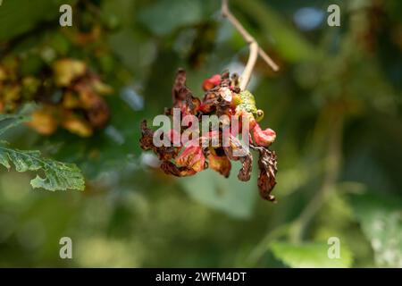 Taphrina alni est un champignon qui provoque des Galles de la langue de l'aulne sur les chatons femelles de l'aulne (Alnus). Vert au début, les Galles deviennent progressivement rouges. Banque D'Images