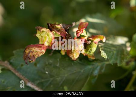 Taphrina alni est un champignon qui provoque des Galles de la langue de l'aulne sur les chatons femelles de l'aulne (Alnus). Vert au début, les Galles deviennent progressivement rouges. Banque D'Images