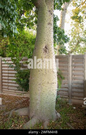 Tronc de l'arbre à soie blanche, Ceiba insignis (syn. Chorisia insignis). Dragon blanc, arbre ivre, corisia, ceiba de Brassil. Banque D'Images