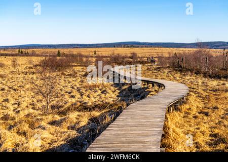 Sentier de randonnée sur promenades en bois à travers les Hautes Fagnes, tourbière surélevée, dans la région de l'Eifel et des Ardennes, Parc naturel des Hautes Fagnes-Eifel, au nord-est de Bara Banque D'Images