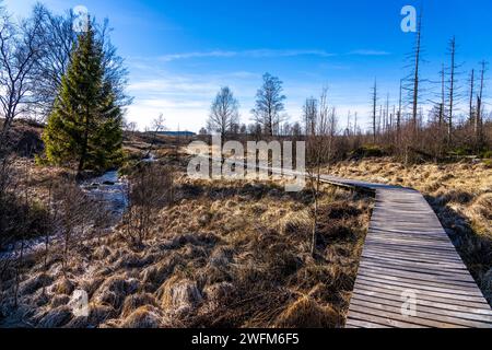 Sentier de randonnée sur promenades en bois à travers les Hautes Fagnes, tourbière surélevée, dans la région de l'Eifel et des Ardennes, Parc naturel des Hautes Fagnes-Eifel, au nord-est de Bara Banque D'Images