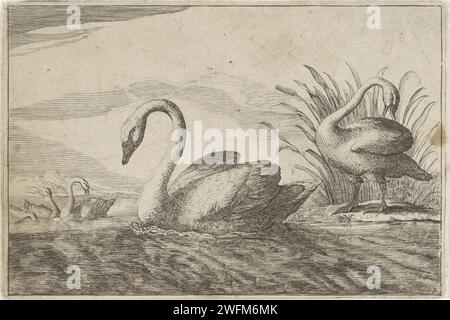 Zwanen, Pieter Schenk (i) (attribué à), d'après Francis Barlow, 1675 - 1711 imprimer cinq cygnes dans et près de l'eau. Amsterdam papier gravure d'eau-oiseaux : cygne Banque D'Images