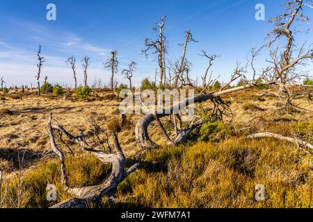 Forêt fantôme de Noir Flohay, vestiges d'un incendie de forêt de 2011 dans les Hautes Fagnes, haute lande, dans la région Eifel et Ardennes, Hautes Fagnes-Eifel nature Pa Banque D'Images