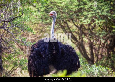 Autruche marchant dans la brousse, réserve de gibier sauvage au Botswana Banque D'Images