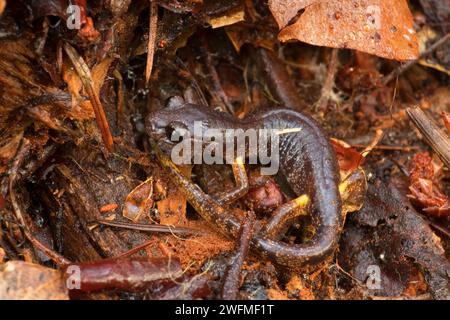 Salamandre le long de Taylor Creek Trail, Siskiyou National Forest, Oregon Banque D'Images