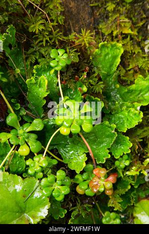 Stonecrop avec lichen le long de Taylor Creek Trail, Siskiyou National Forest, Oregon Banque D'Images