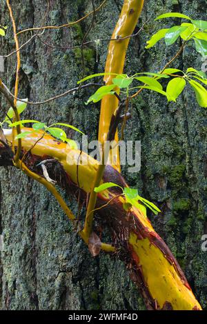 Madrone du Pacifique le long de Taylor Creek, Oregon, la Forêt Nationale Siskiyou Banque D'Images