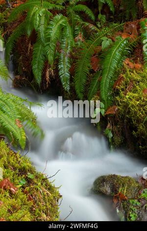 Ruisseau le long de Taylor Creek Trail, Siskiyou National Forest, Oregon Banque D'Images