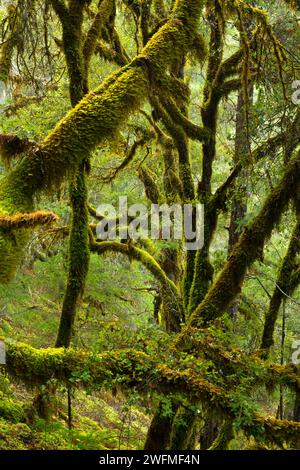 Tronc de chêne avec moss le long de Taylor Creek, Oregon, la Forêt Nationale Siskiyou Banque D'Images