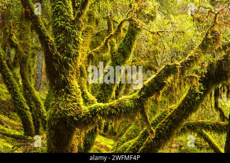 Tronc de chêne avec moss le long de Taylor Creek, Oregon, la Forêt Nationale Siskiyou Banque D'Images